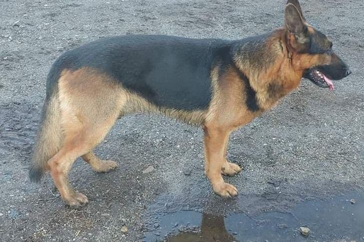 German Shepherd Dog Puppies breeder image 18