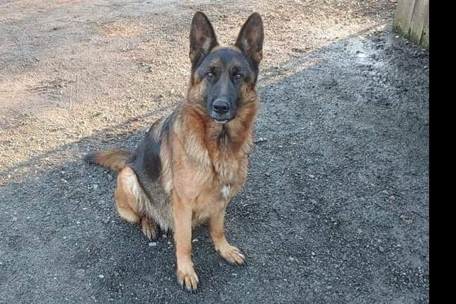 German Shepherd Dog Puppies breeder image 19