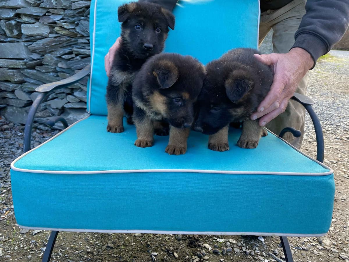 German Shepherd Dog Puppies breeder image 21