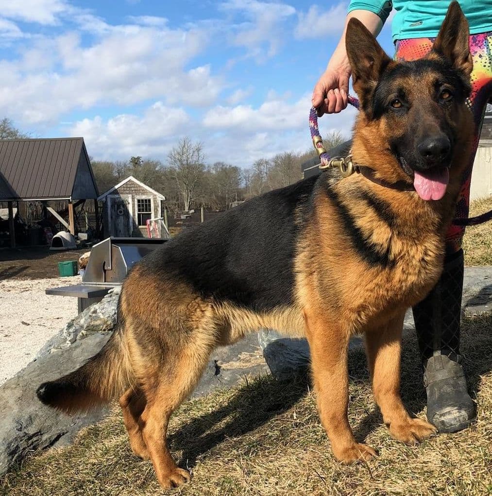 German Shepherd Dog Puppies breeder image 20