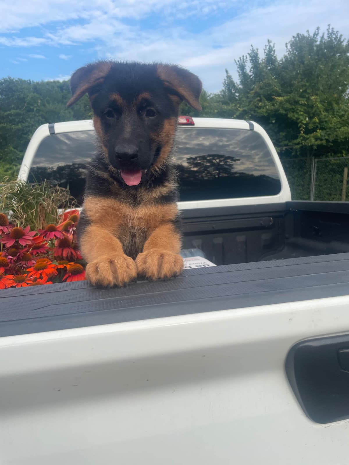 German Shepherd Dog Puppies breeder image 23