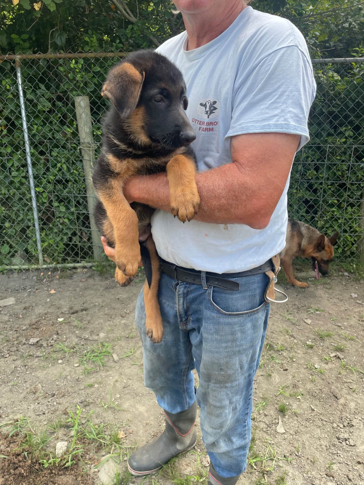 German Shepherd Dog Puppies breeder image 24