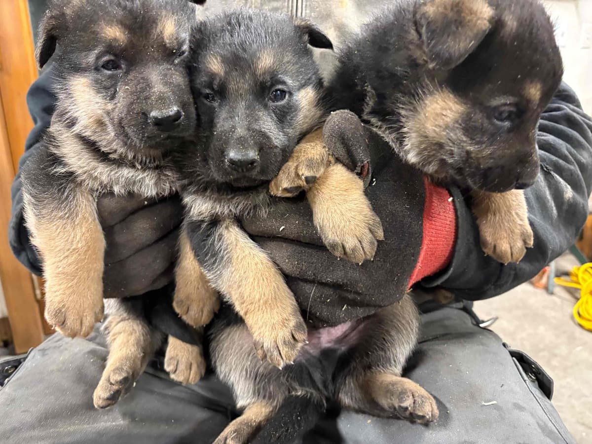 German Shepherd Dog Puppies breeder image 25