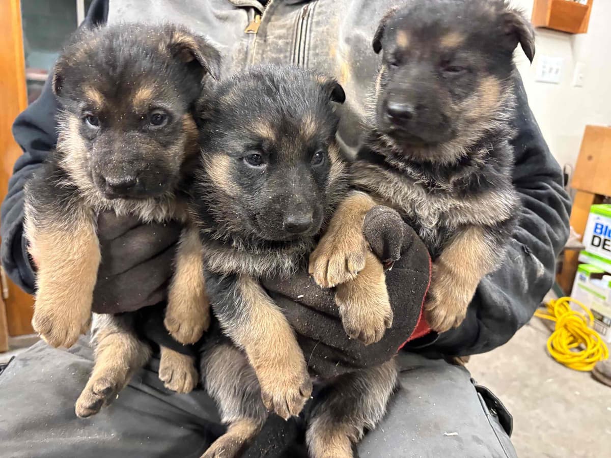 German Shepherd Dog Puppies breeder image 26