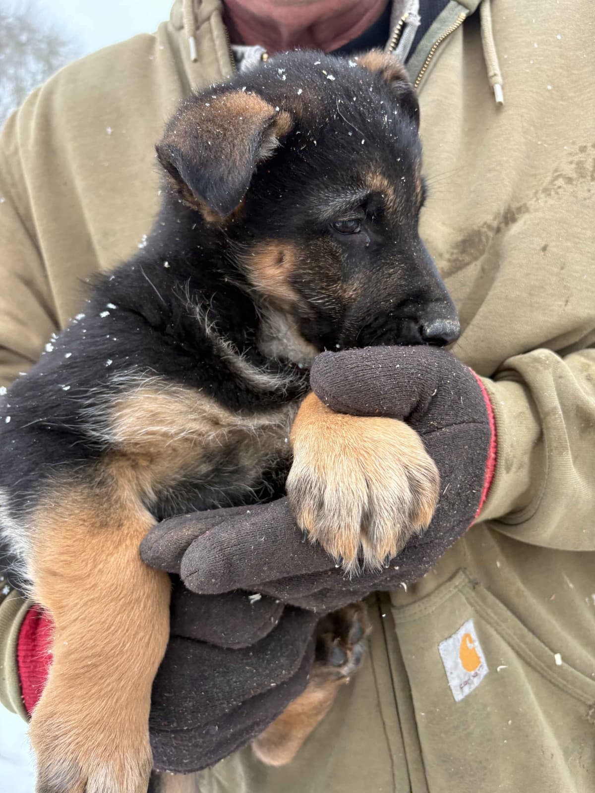 German Shepherd Dog Puppies breeder image 27