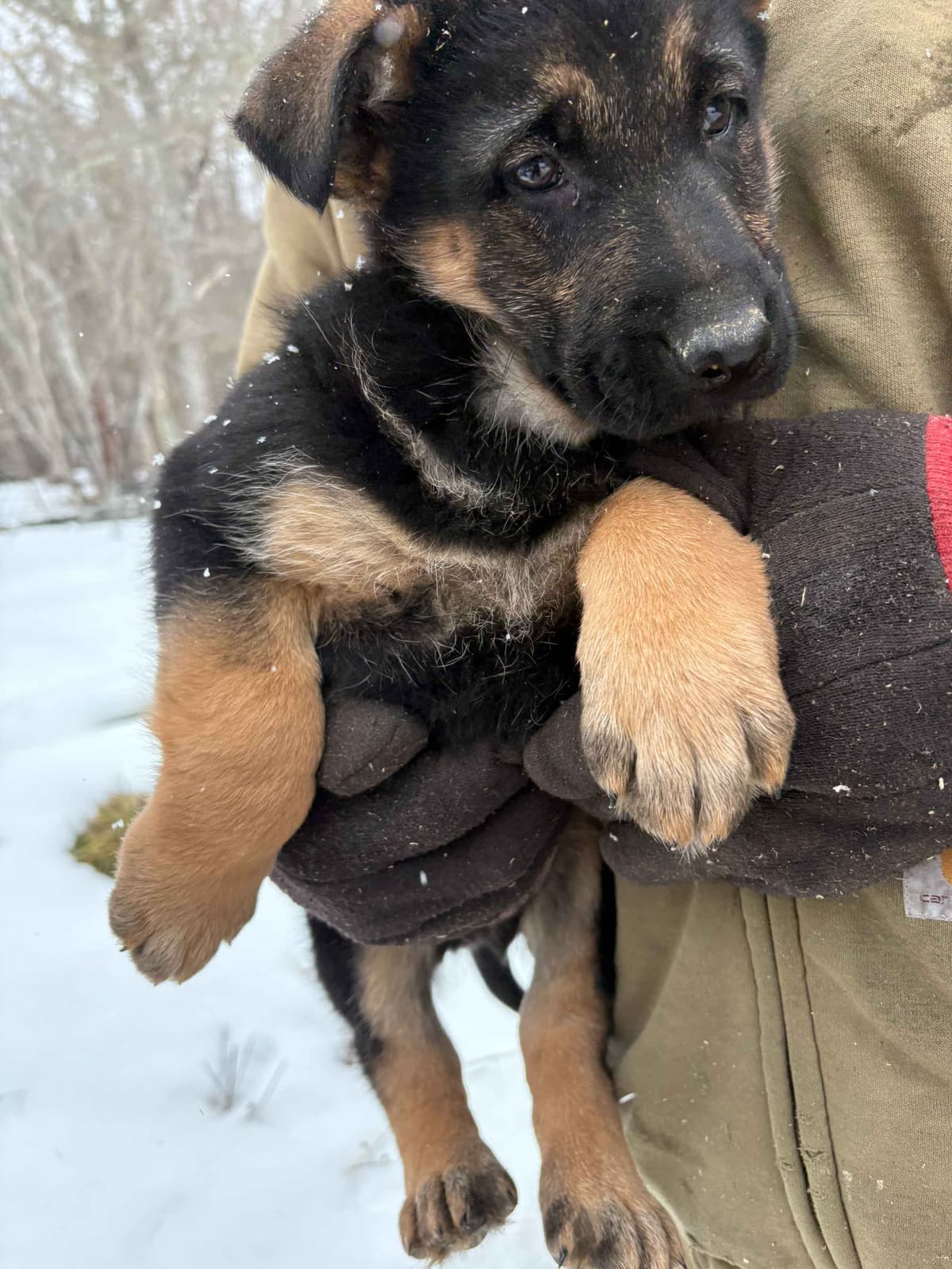 German Shepherd Dog Puppies breeder image 28