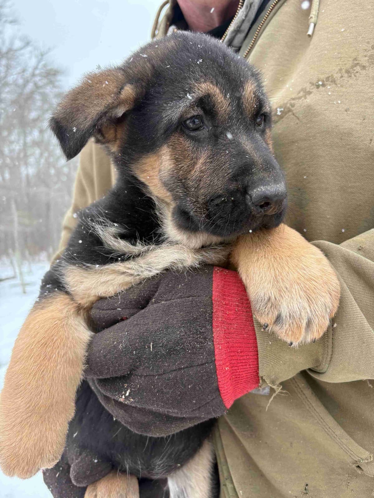 German Shepherd Dog Puppies breeder image 29