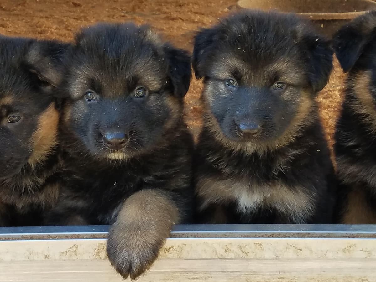 German Shepherd Dog Puppies breeder image 30