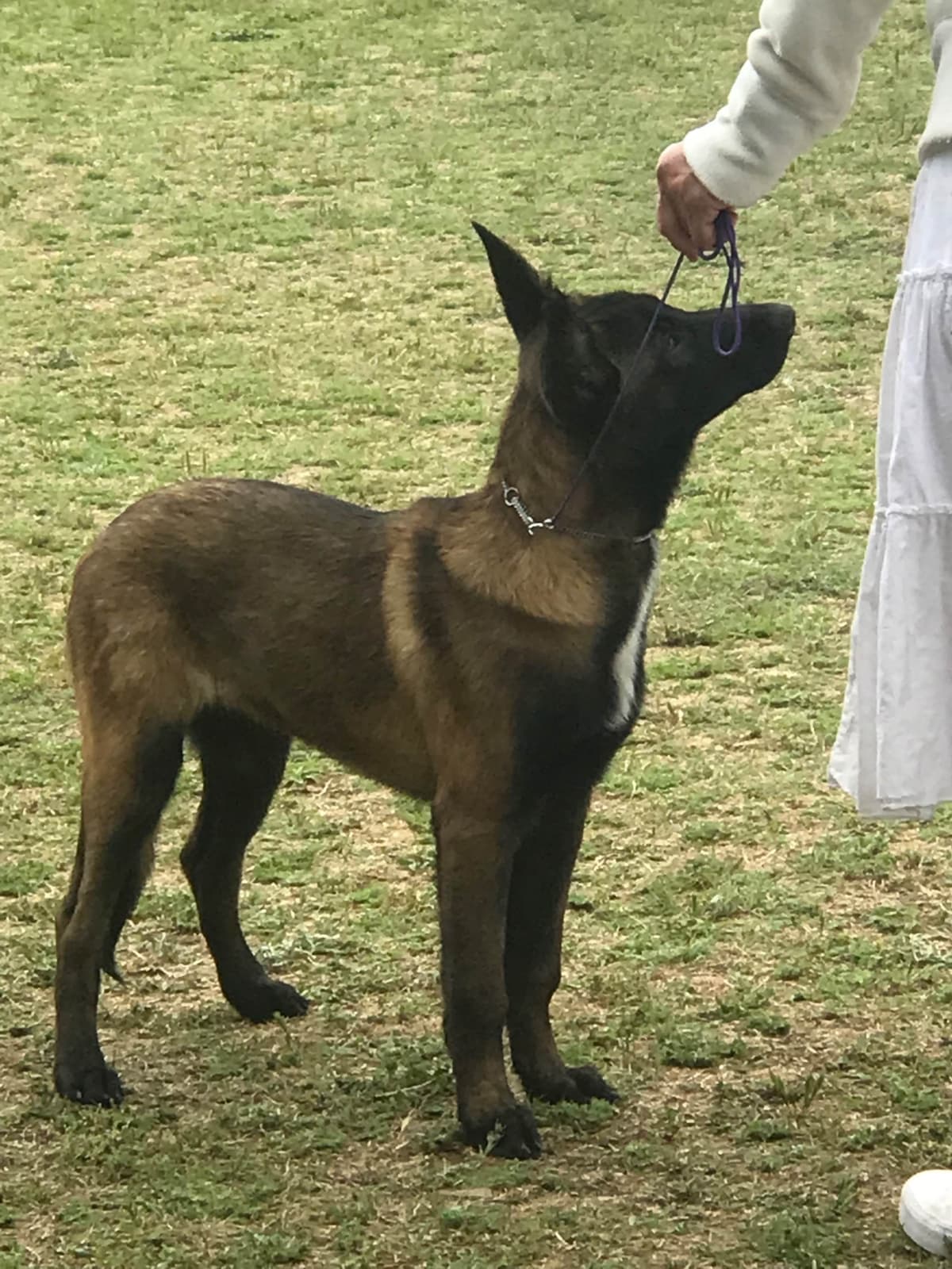 Belgian Malinois Puppies breeder image 3