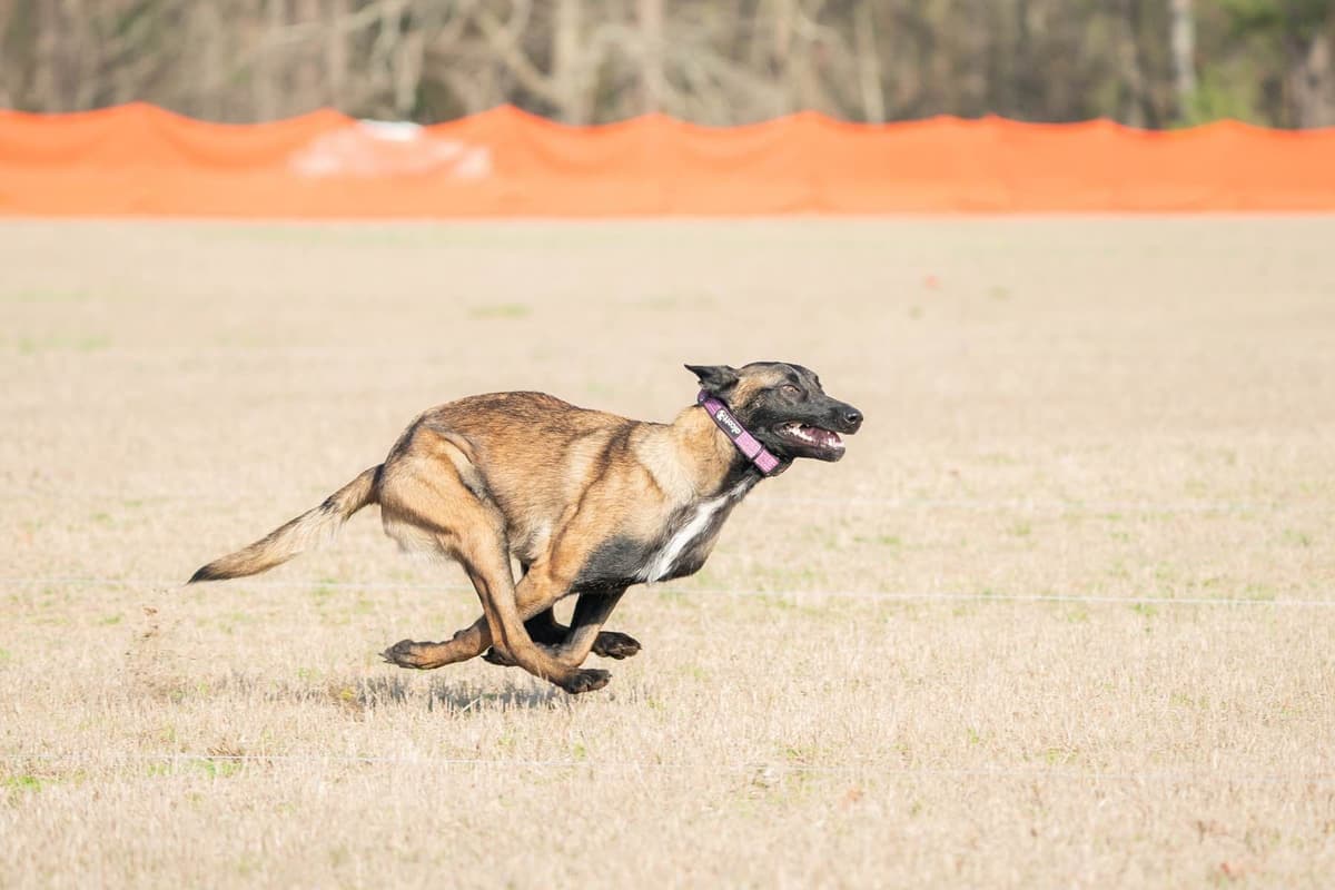 Belgian Malinois Puppies breeder image 5