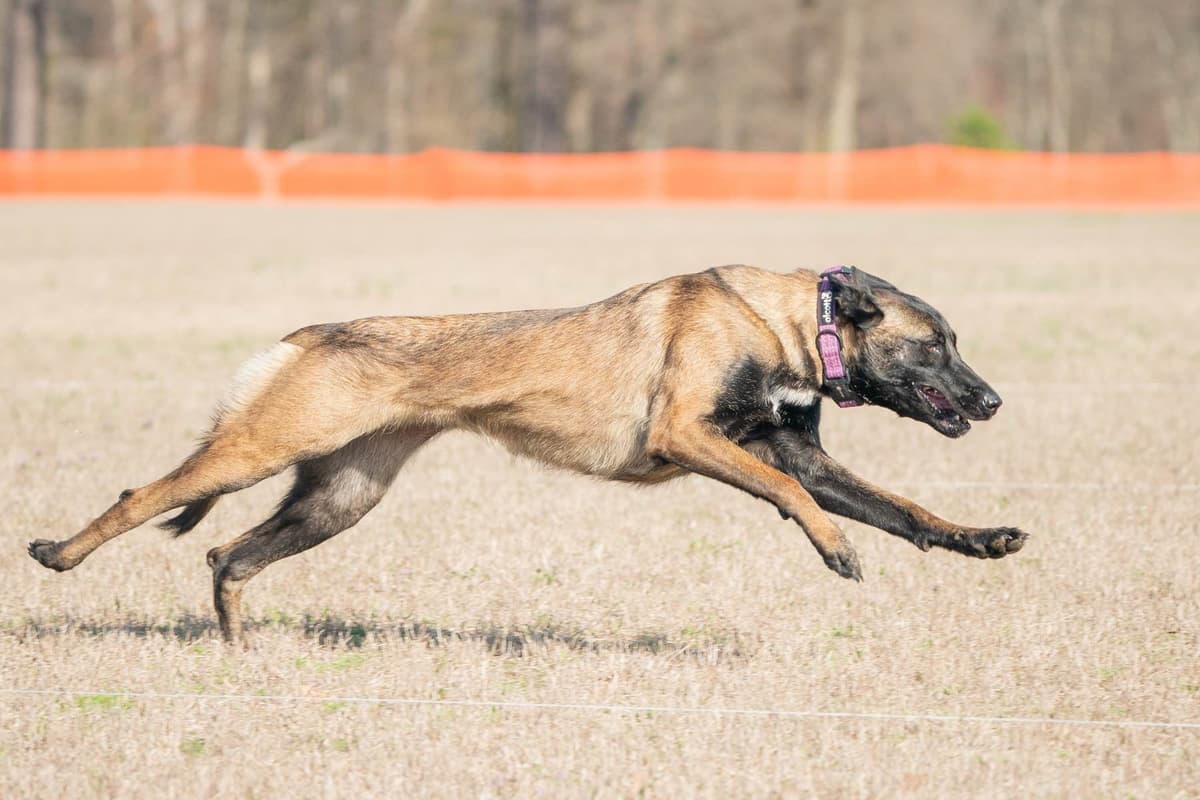 Belgian Malinois Puppies breeder image 6