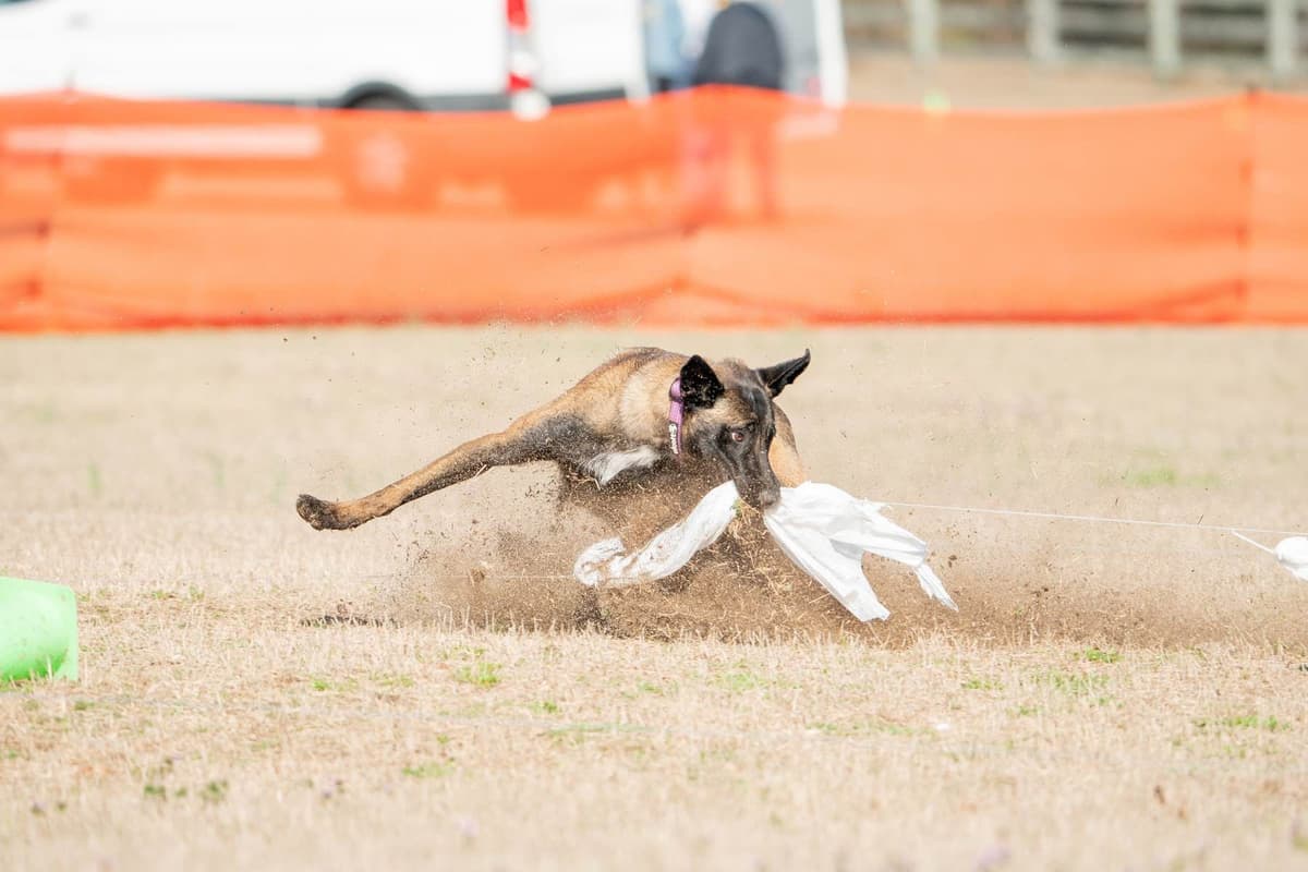Belgian Malinois Puppies breeder image 7