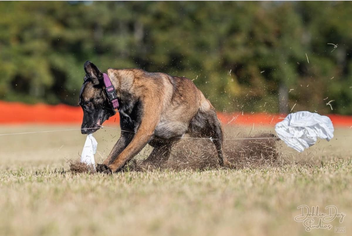 Belgian Malinois Puppies breeder image 9