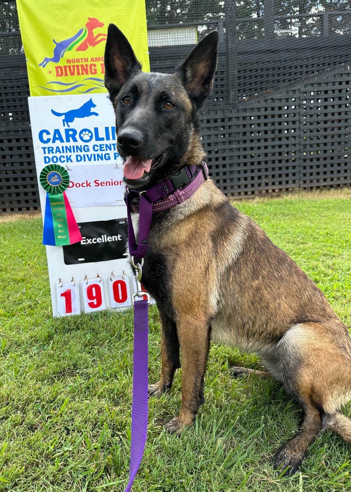 Belgian Malinois Puppies breeder image 10