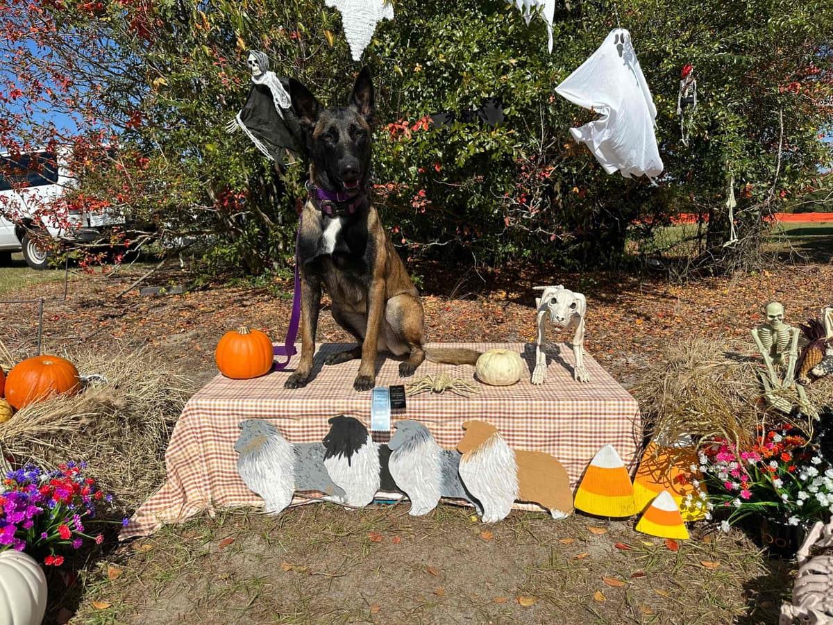 Belgian Malinois Puppies breeder image 11