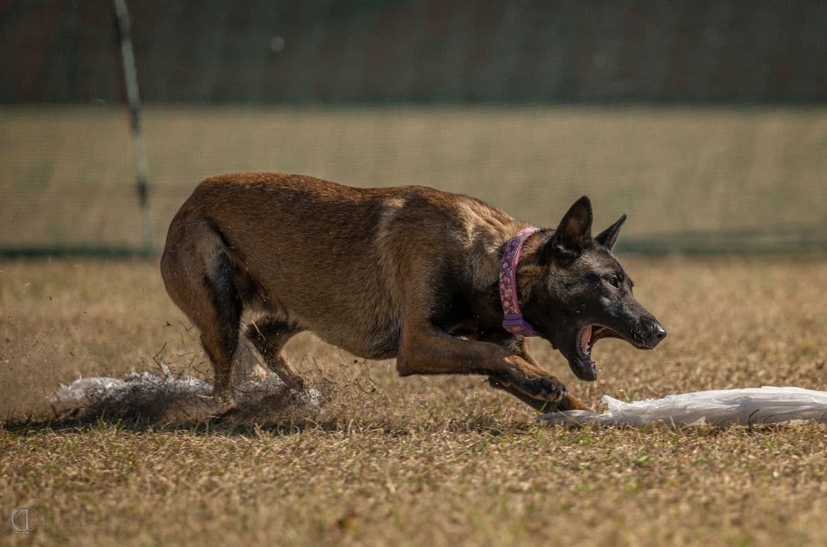 Belgian Malinois Puppies breeder image 12