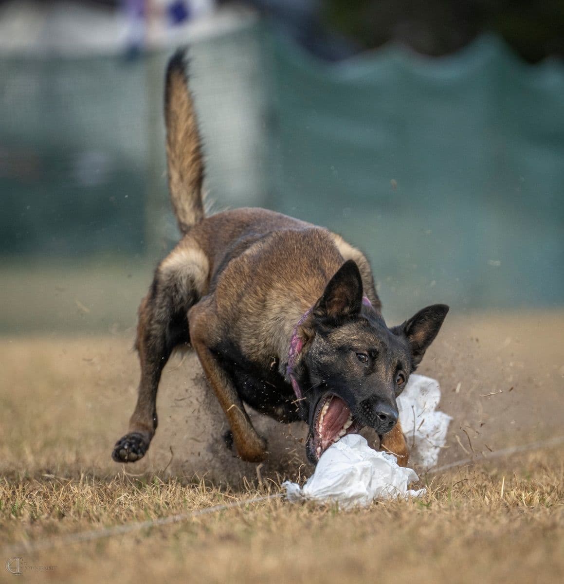 Belgian Malinois Puppies breeder image 13