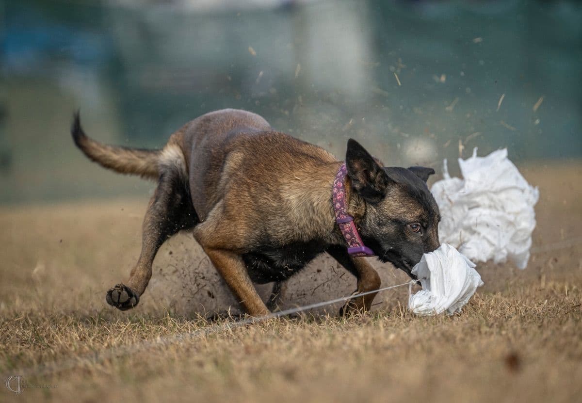 Belgian Malinois Puppies breeder image 14
