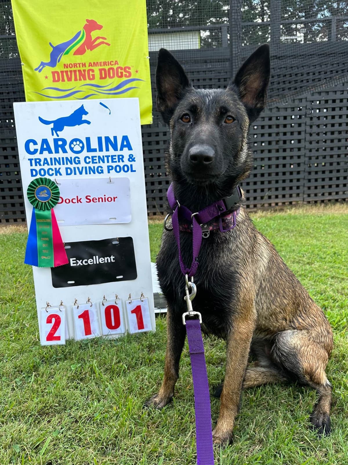 Belgian Malinois Puppies breeder image 17
