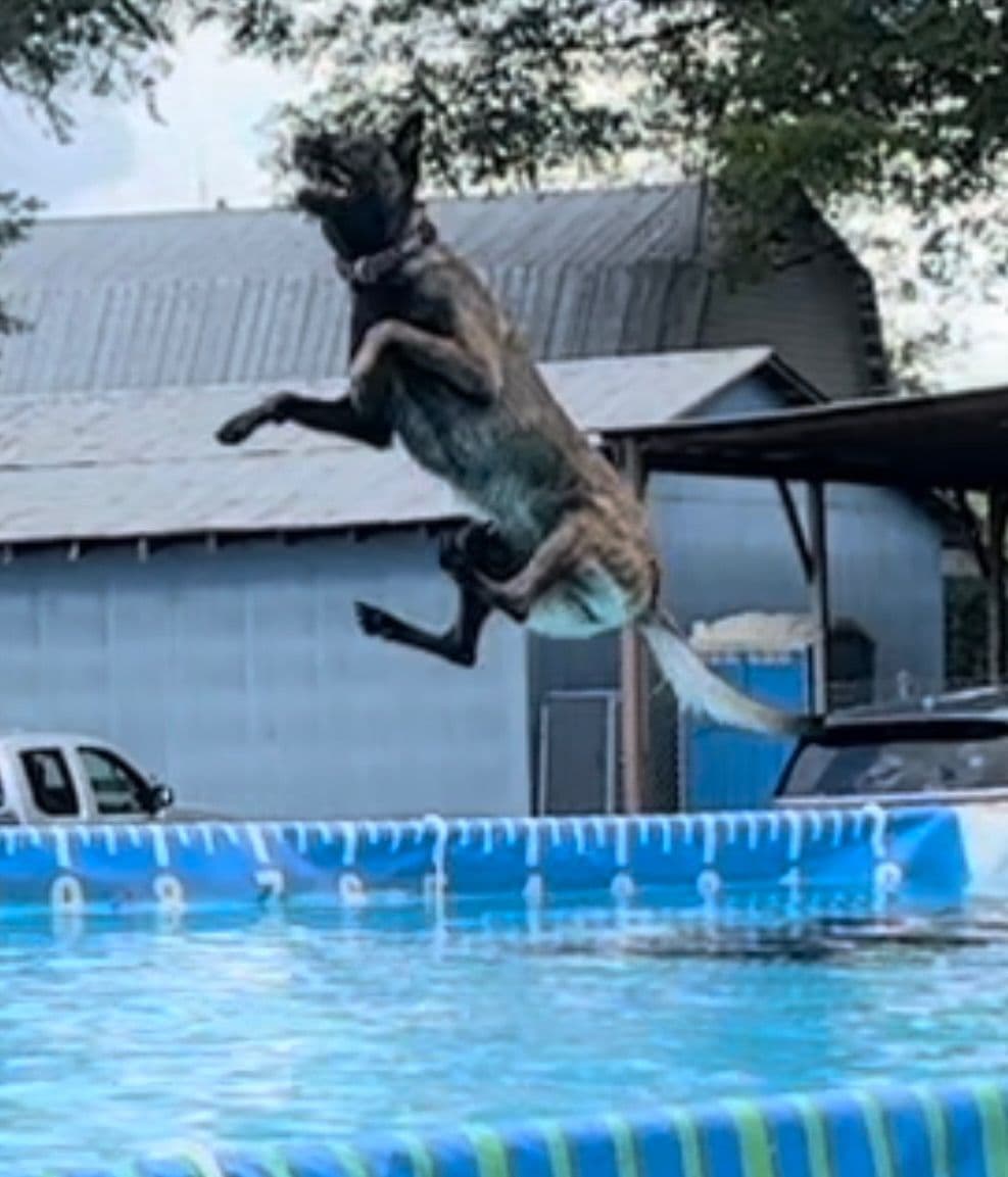Belgian Malinois Puppies breeder image 19