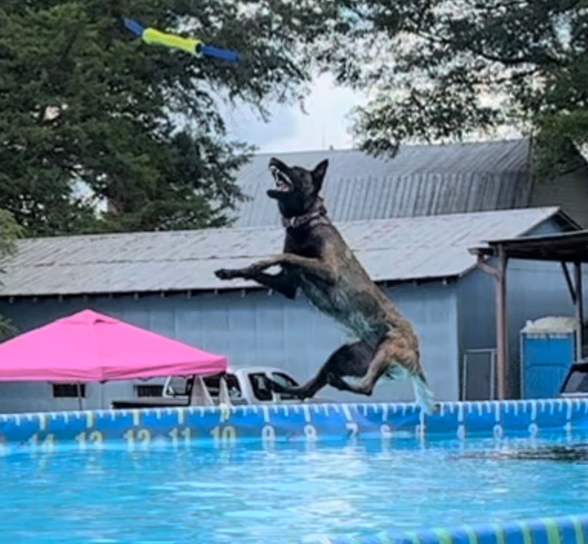 Belgian Malinois Puppies breeder image 21