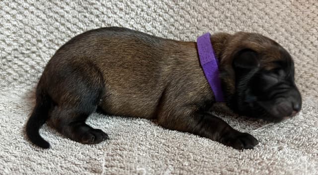 Belgian Malinois Puppies media 2