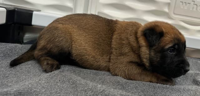 Belgian Malinois Puppies media 9