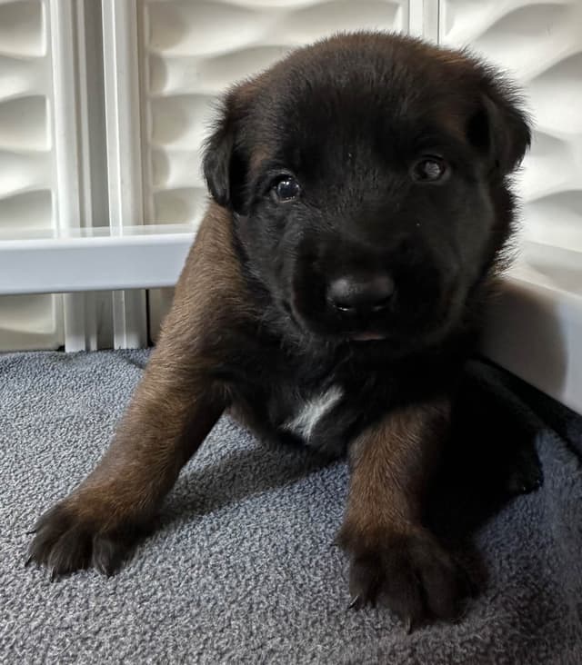Belgian Malinois Puppies media 10