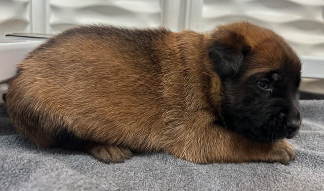 Belgian Malinois Puppies media 12