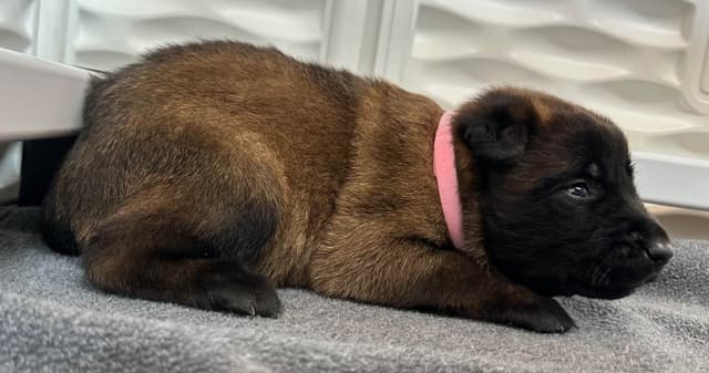 Belgian Malinois Puppies media 13