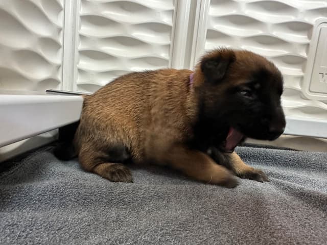 Belgian Malinois Puppies media 15