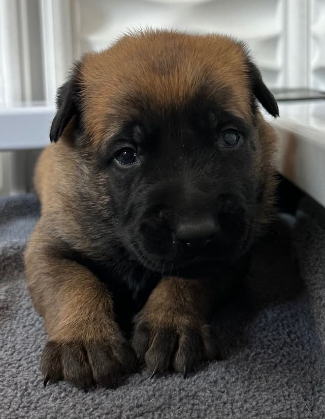 Belgian Malinois Puppies media 14