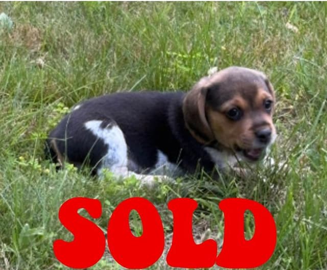 Beagle Puppies media 4