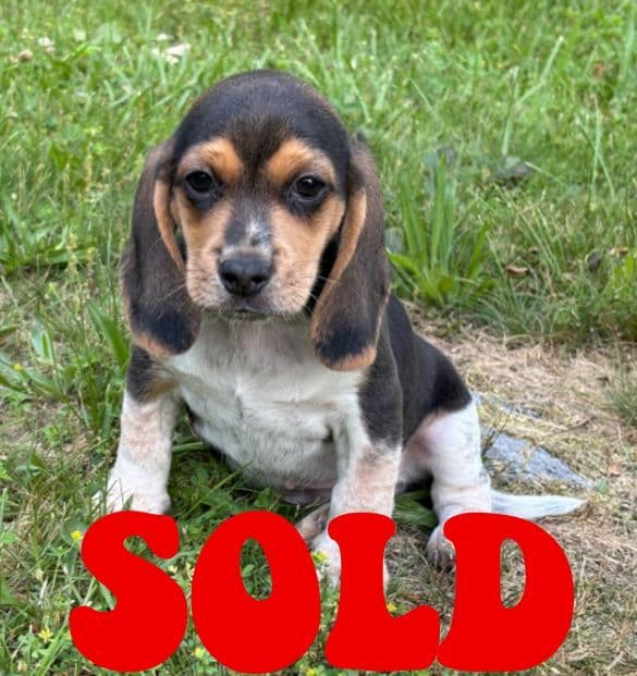 Beagle Puppies media 3