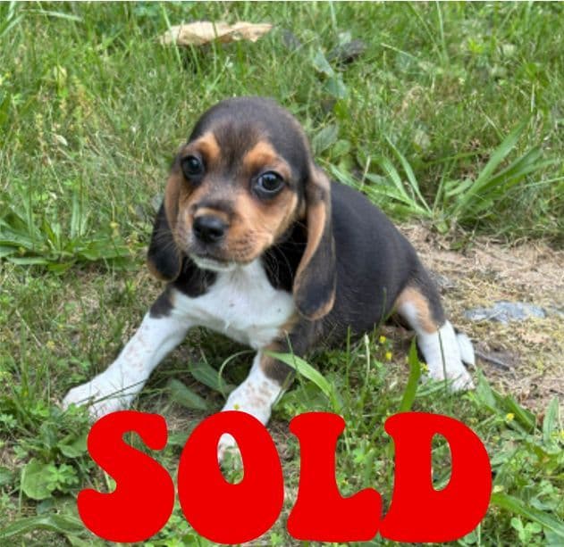 Beagle Puppies media 5