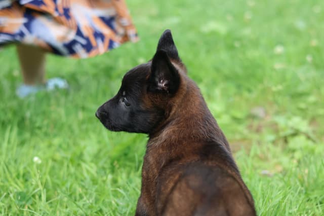 Belgian Malinois Puppies media 6