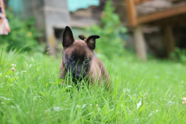 Belgian Malinois Puppies media 5