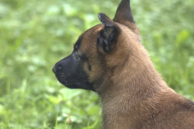 Belgian Malinois Puppies media 7