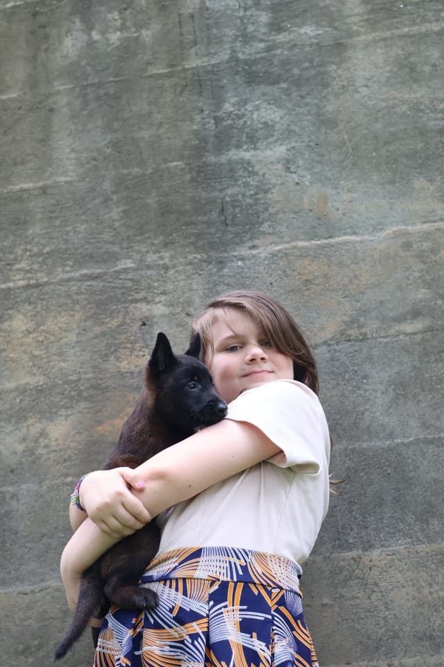 Belgian Malinois Puppies media 8