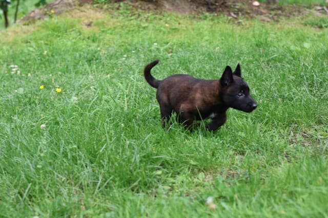 Belgian Malinois Puppies media 10