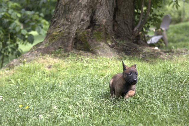 Belgian Malinois Puppies media 16