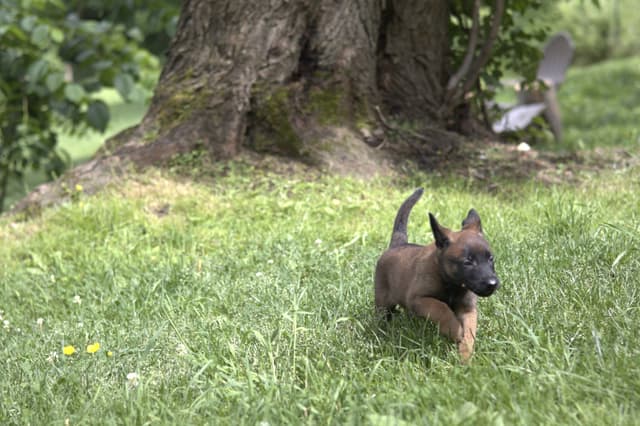 Belgian Malinois Puppies media 17