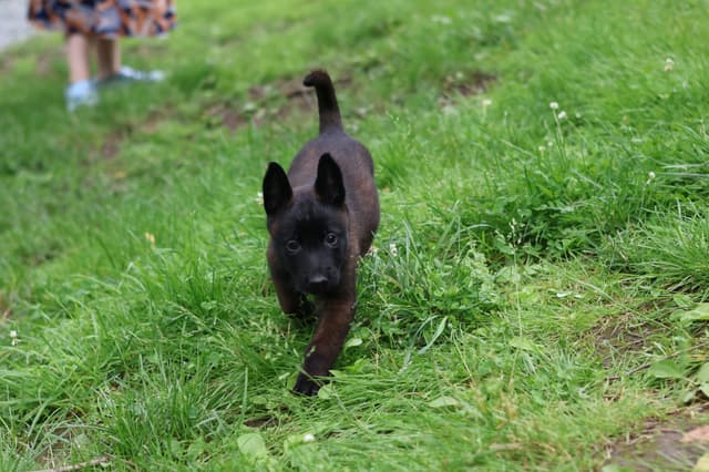 Belgian Malinois Puppies media 9