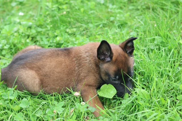 Belgian Malinois Puppies media 12