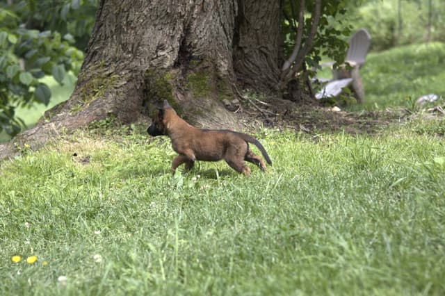 Belgian Malinois Puppies media 15