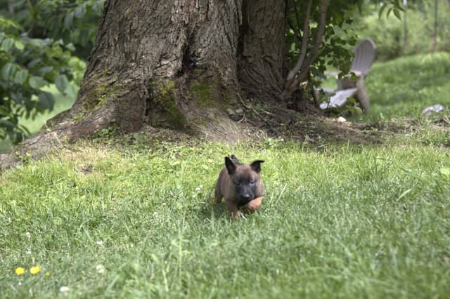 Belgian Malinois Puppies media 14