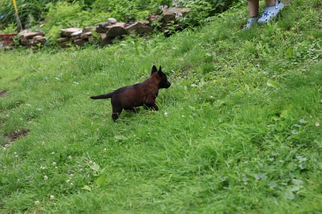 Belgian Malinois Puppies media 11