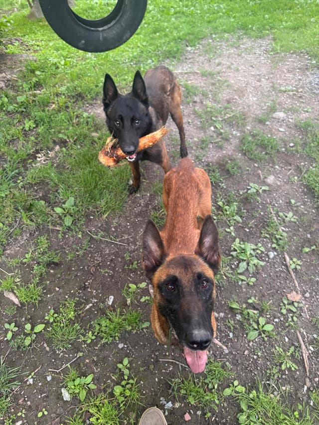 Belgian Malinois Puppies media 2