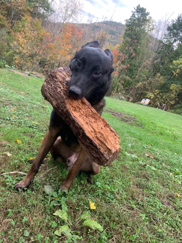 Belgian Malinois Puppies media 4