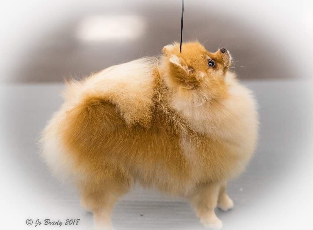Pomeranian Puppies from Champion lines breeder image 3